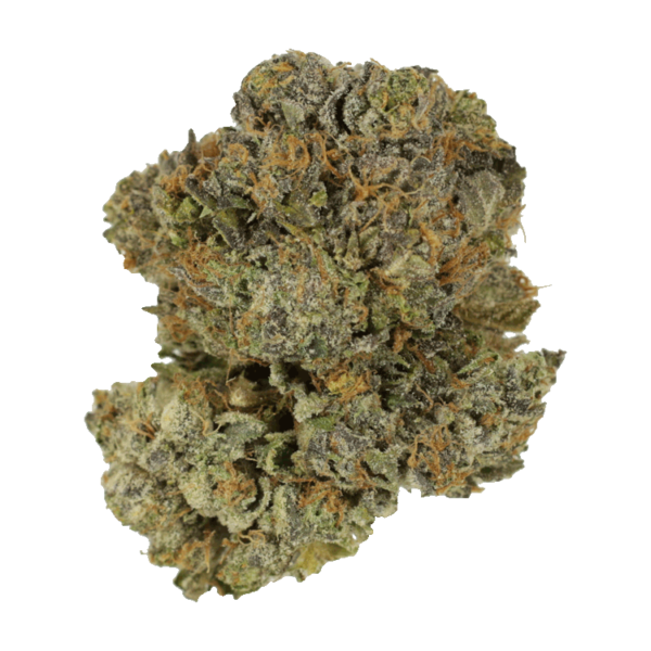 Chocolate Mint | Bloom Supply Canada