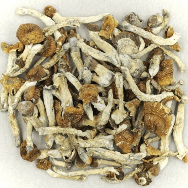 Florida White | Bloom Supply Canada