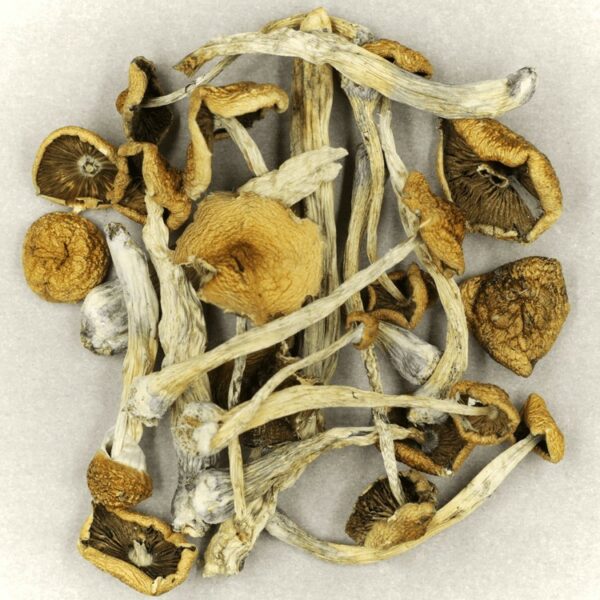 Psilocybe Cubensis Mexicana | Bloom Supply Canada