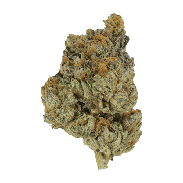 Divorce Cake | Bloom Supply Canada