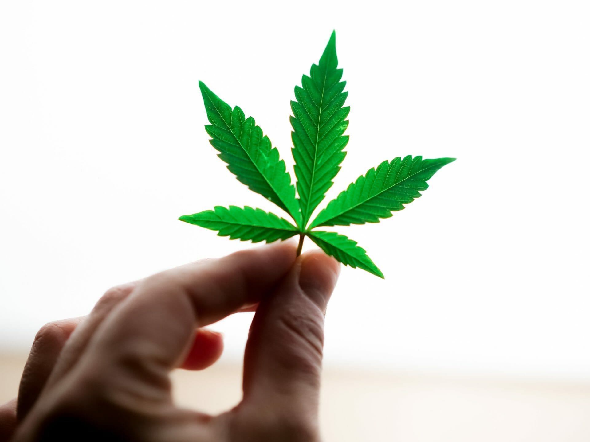 Popular Strains In Canada | Bloom Supply Canada