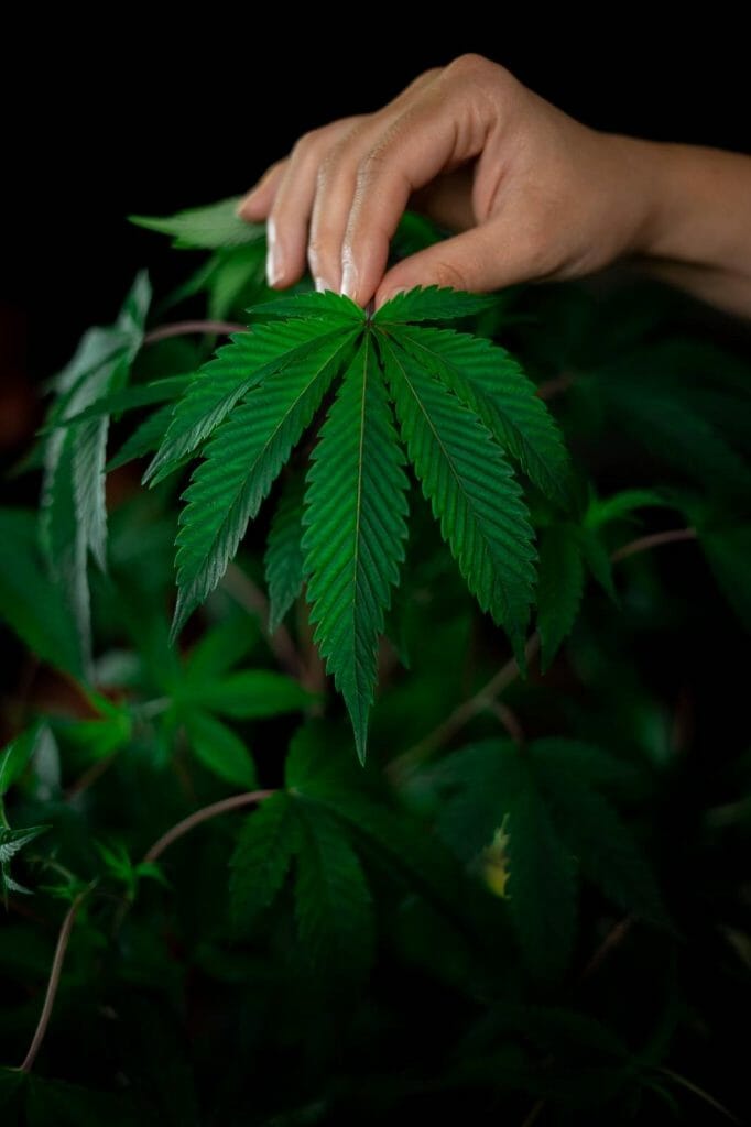 Best dispensaries in Canada - Bloom Supply Canada