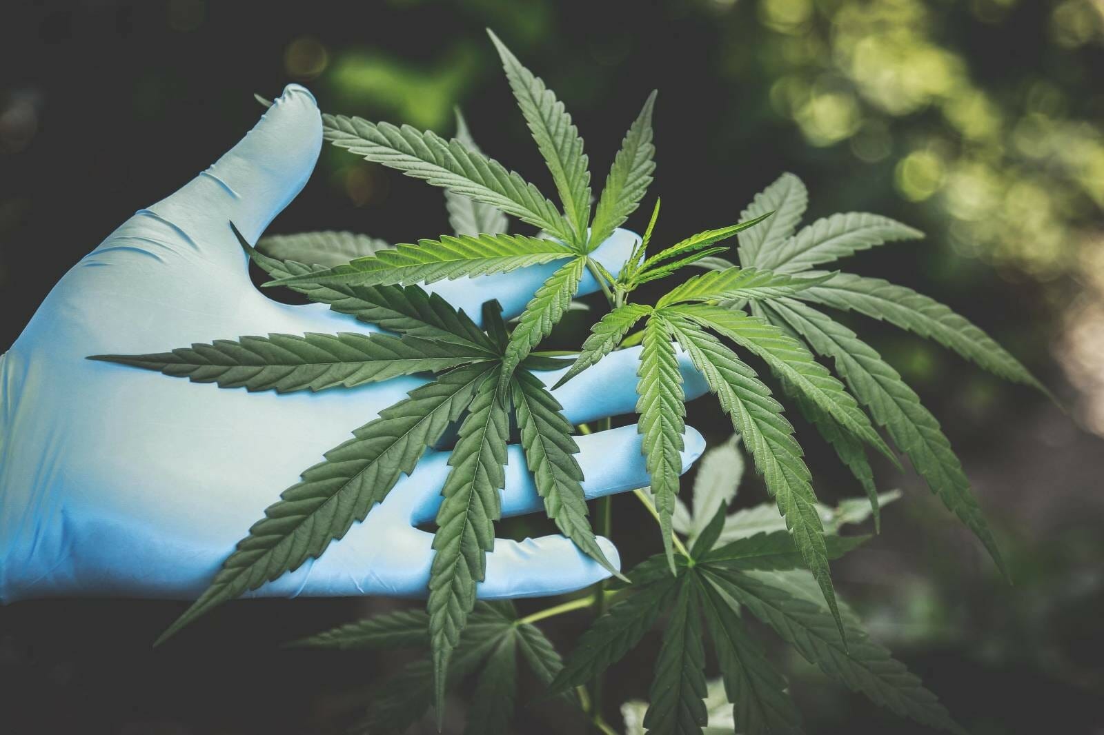Buy cannabis Online Grasslife | Bloom Supply Canada