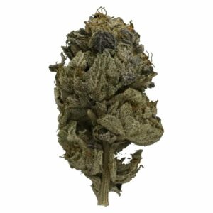 Bloom Supply Canada - Pink Gas Strain | Bloom Supply Canada