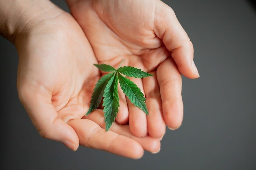 | Bloom Supply Canada Bloom Supply Canada - Hybrid cannabis Strains | Bloom Supply Canada