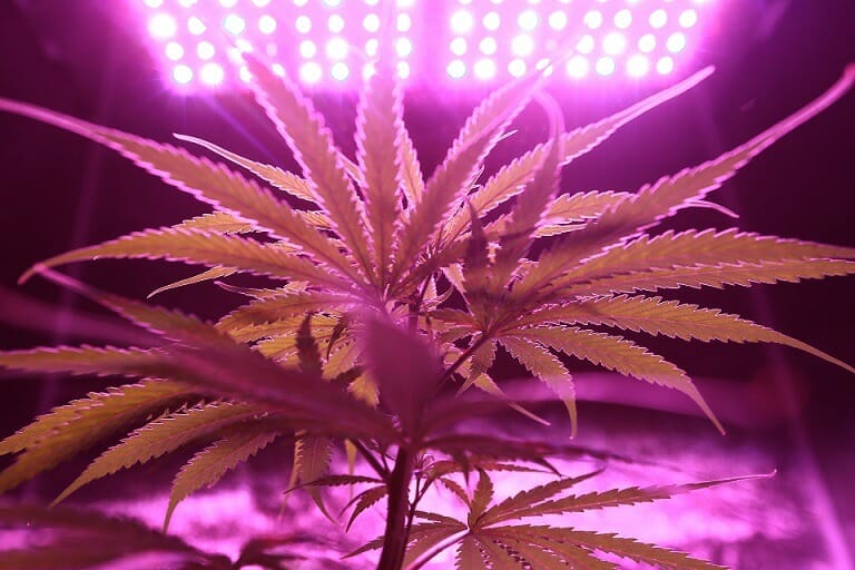 Discover How A cannabis Shop Helps You Better Understand Cannabis | Bloom Supply Canada | Bloom Supply Canada