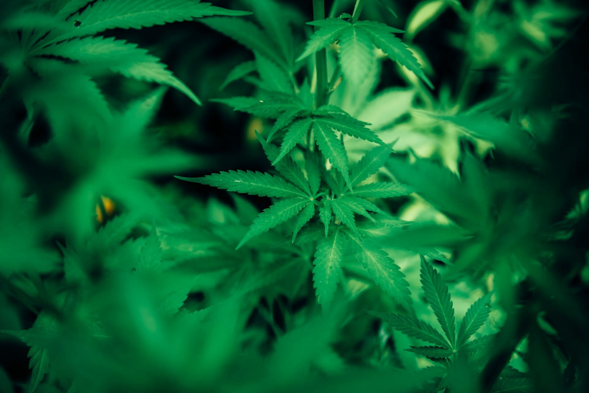 wholesale Cannabis | Bloom Supply Canada