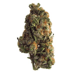 Grape Crush | Bloom Supply Canada