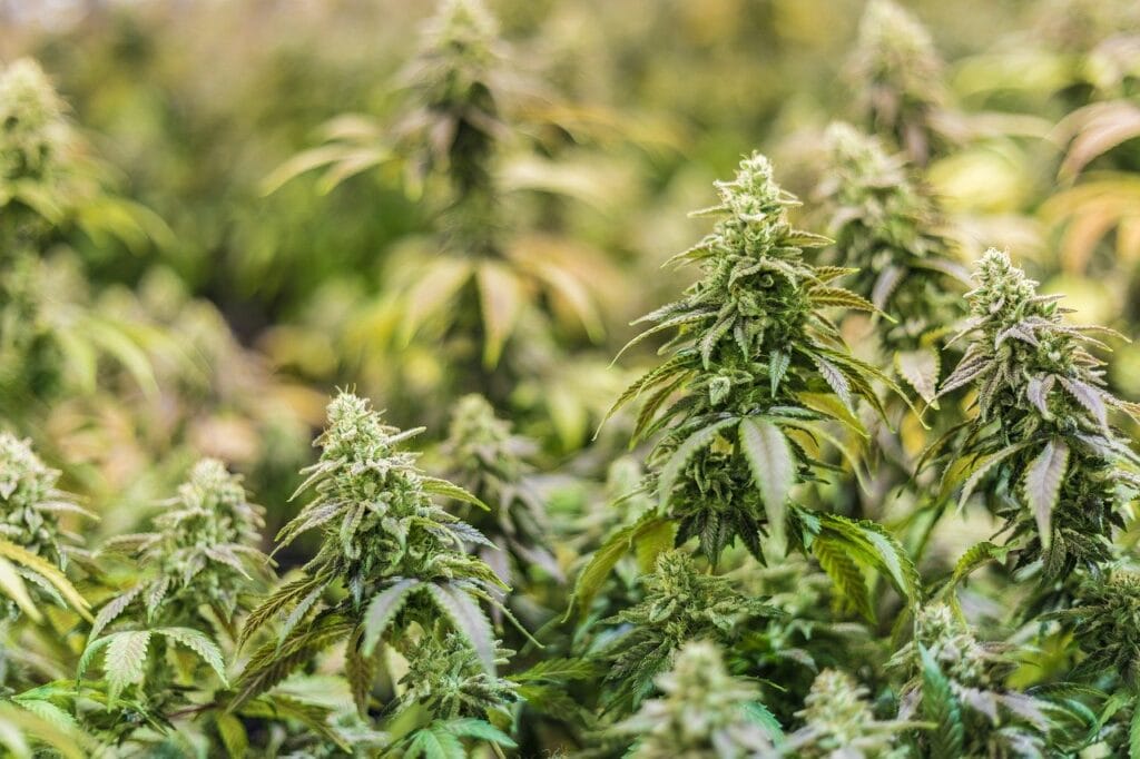 Online thc flower | Bloom Supply Canada